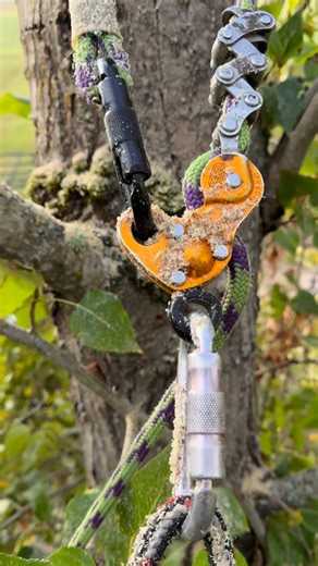 August Hunicke | Tree-Work | Instagram