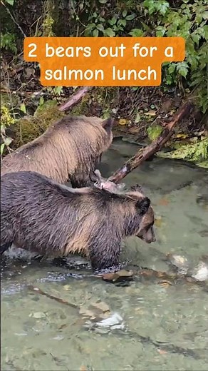 Bears at a Creek Eating Salmon | Alaskan Wildlife | Salmon Run