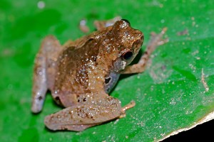 The Frog That Plays Tree Holes Like a Pipe Organ — Biological Strategy — AskNature
