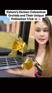10K views · 115 reactions | Catasetum orchids have an extraordinary pollination process! When a bee lands on the male flower, it shoots out its pollinia, attaching them to the bee. The bee then flies off and unknowingly visits a female flower, completing the pollination cycle. It’s nature’s perfect matchmaker, ensuring the survival of these incredible orchids.  #OrchidMagic #BeePollination #CatasetumOrchid #NatureGenius #FloralWonders #PollinationCycle | Michelle Reyes | Facebook