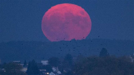 Hasil Tangkapan Gambar Warganet Usai Melihat Pink Moon, Benar-benar Merah Muda