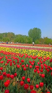 2.6M views · 52K reactions | Largest Tulip Garden In #asia Srinagar #JammuAndKashmir #india #viralvedio | Explore Beauty | Facebook