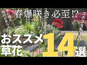 春に爆咲き必至⁉︎ズボラな私が選ぶおススメ宿根草も一年草もまとめて14選♡沢山咲くとガーデニングが楽しくなる、零れ種が期待出来る草花もまとめてご紹介♡