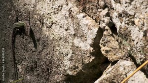 Iberian Wall Lizard (Podarcis hispanicus), resting on an old stone wall in rural Portugal. Slow pan left.
