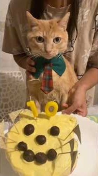 🎂Les 10 ans de mon chat Chi-Chi🐈