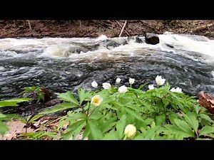 4K Spring River | Relaxing Video & Nature Sounds | Spring Wild Flowers | Nature seasons - Spring
