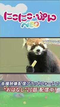 【どうぶつ】レッサーパンダ／「にこにこ・ぷん NEO」