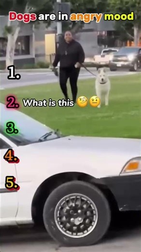 🐶🤣Dogs in Angry Mood | Funny Attitude Moments