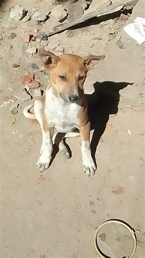 cute puppy and cat sit in the sun