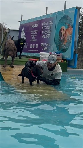 4.2K views · 294 reactions | POOL PARTY!!  | Canine Dip and Dive Maldon | Facebook