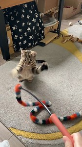 Jumping kittens 😻😻 | Emma’s Cat Sitting