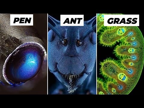 Objects Under Electron Microscope! (Part-1)