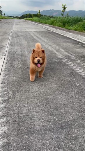 Calling all prayer warriors 🙏🏻🙏🏻🙏🏻 Chowder’s hoomans here. We would like to sadly share that our favorite floof has been diagnosed with a malignant melanoma and is currently battling an infection. It has been rough and the vet’s are doing their very best to manage his condition. We have been doing all that we can to make Chowder as comfortable and happy as we can while we fight this battle. If you have any advice, have gone through something similar with your furbabies or can help us in an