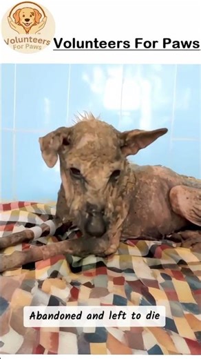 From Stray to Safe: How We Found and Saved This Dog #adoptstrays