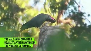 Watch as Australia’s male palm cockatoos make homemade drumsticks and then hammer out a rhythm in order to attract the attention of females. via Center for Biological Diversity | EcoWatch