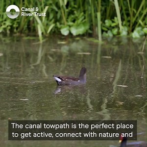 Wherever you are today, join us for a virtual walk on the Shropshire Union Canal near Chester 🚶 Relax and enjoy the sights and soothing sounds of the canal, including the waterside wildlife. Watch the full video here: http://ow.ly/79Cz30r86mx | Canal & River Trust