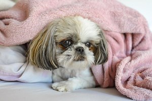 Los mejores remedios caseros para aliviar la tos de los perros, según expertos