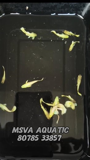 ✨ FREE Full Gold Guppies for everyone! 🐠 എല്ലാവർക്കും ഫുൾ ഗോൾഡ് ഗപ്പി # guppy #giveaway #fullgold