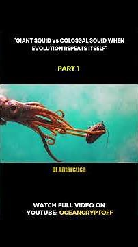 GIANT SQUID VS COLOSSAL SQUID WHEN EVOLUTION REPEATS ITSELF