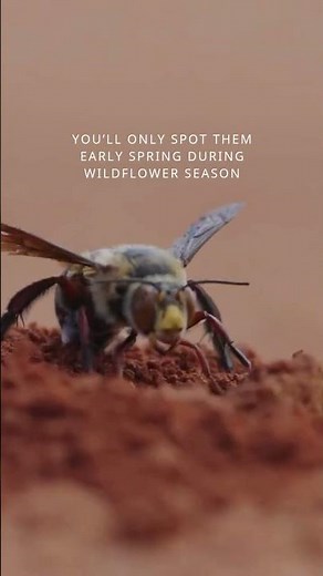 Burrowing Bees of Western Australia 🌿🐝 📍 Carnarvon
