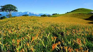 Wild Orange Daylily flowers bloom all over the mountains and fields. Fulvous day-lily, Orange day-lily, Lily, Day Lily, Tawny Daylily. Hualien, Taiwan. 2021