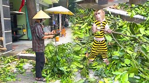 Geez monkey helps mommy clean up tree branches to void the storm after farewell fans Australian | Family Monkey Vola