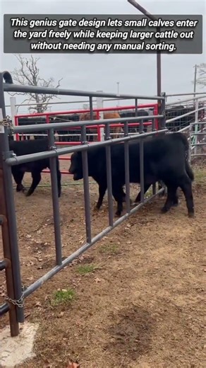Genius Gate Design For Automatic Sorting Of Young Calves