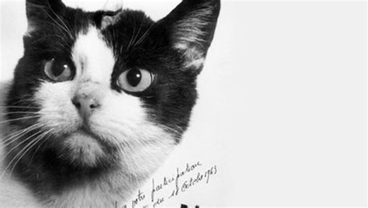 Remembering Félicette, The Only Cat To Ever Go To Space