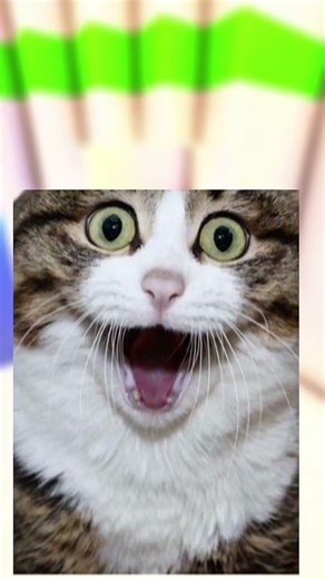 MEME KUCING PART 104😝 KUCINGNYA GELAP NJIRR 😩