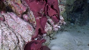 Underwater world is enchanted by unexpected beauty of rare red sea sponge. Beauty of unique red sea sponge is hidden treasure waiting to be discovered in ocean. Red Sea.