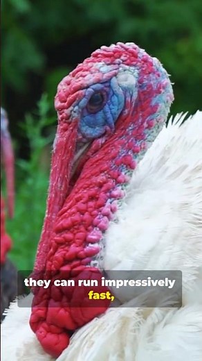 Turkey: Fast, Sharp, and Wild