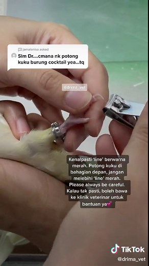 Answer to @jamalanisa Q&A: how to trim cockatiel’s nails 😉 #vetlife #drima_vet #foryoupage #fyp #TikTokGuru #veterinarian #JomBelajar #pet #animal