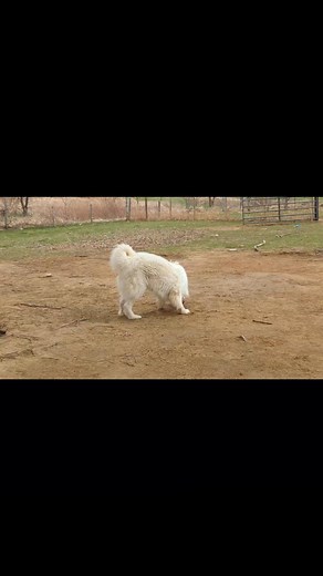 Klaus loves to play ball ✌️❤️🦙🐶 | Silver Bell Hollow Alpaca Farm