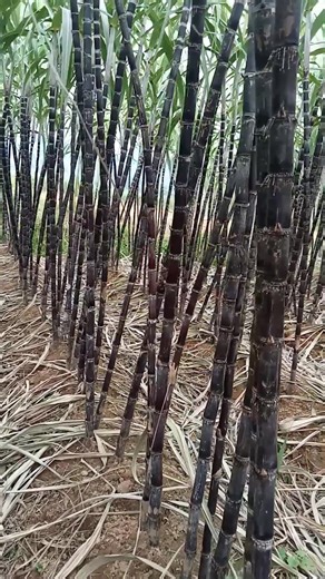 Đã chốt thành công vườn một vạn 2000 cây | Bui Phan