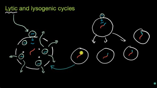 Lytic and lysogenic cycles
