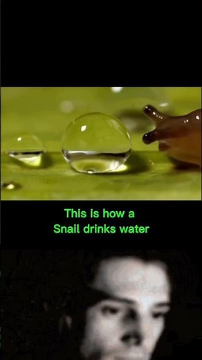 How a snail drinks water #shorts #ytshorts #snail