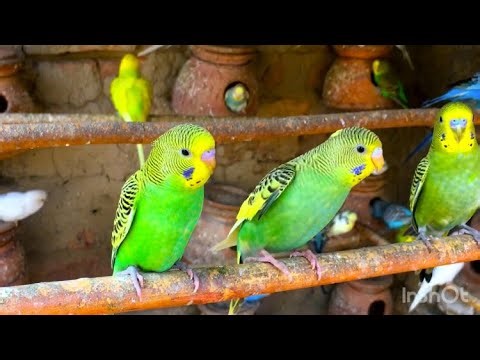 Beautiful Budgies videos compilation | Australian Budgies video