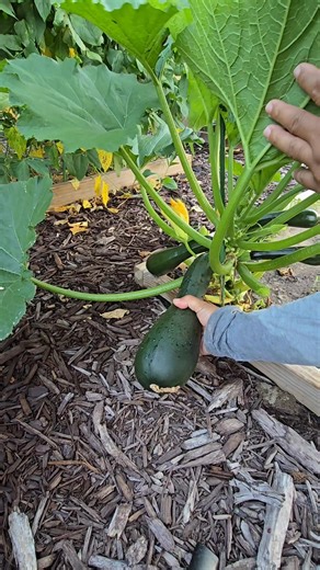 38K views · 174 reactions | Harvesting zucchini #squash #satisfying #garden #harvest | Kabsat | Facebook
