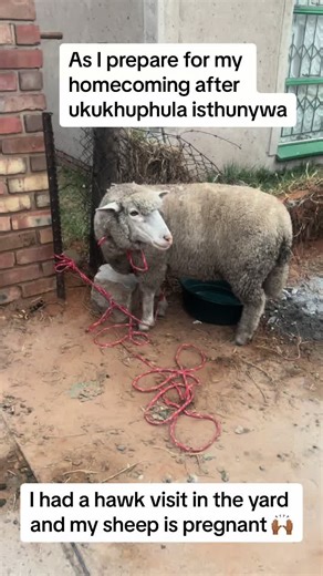 Thokoza Gogo: Homecoming and Hawk Visits