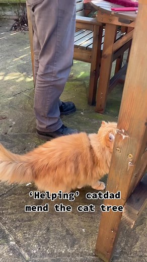 DIY Cat Dad Organization Tips for Living with Your Furry Friend