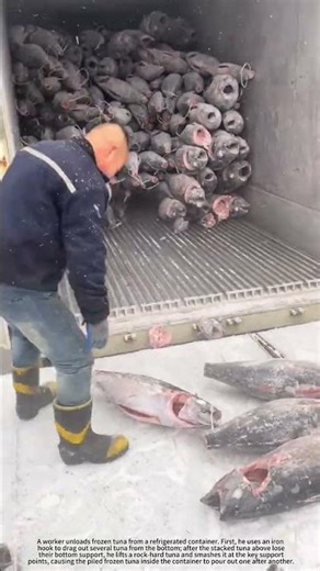 The frozen tuna pouring out one after another