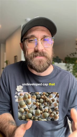 Onjae on Instagram: "5 strongest PsiIocybe cubensis strains #plantmedicine #mushrooms #psilocybin #psilocybecubensis #herbalist"