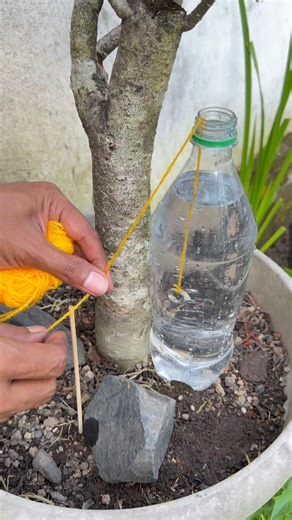 Homemade Plant Watering System Using Plastic Bottle and Thread! #diy #ideas
