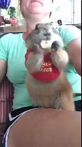 314K views · 887 reactions | Would you consider a prairie dog as a pet after seeing this? | Rumble | Facebook