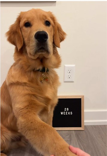 Celebrate 28 Weeks with Teddy the Golden Retriever