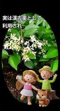 面白樹木の話 48 鼠黐ネズミモチ#庭木#公園樹#垣根#緑地#盆栽#漢方薬
