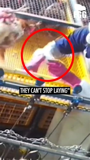 Egg-Truth on Instagram: "🐓 She can't stop laying.⁠ ⁠ At 18 months old, her body is exhausted. While nature designed hens to lay 10–15 eggs yearly, the egg industry forces her body to produce 300+.⁠ ⁠ Even on her last day in the crate—surrounded by thousands of others waiting for slaughter—she still lays.⁠ ⁠ This is the reality of the egg industry. ⁠ One hen. ⁠ 300+ eggs. ⁠ Every single year.⁠ ⁠ You have the power to end her suffering. 🌱⁠ Leave eggs off your plate. ⁠ ⁠ -----------⁠ Videos “The 
