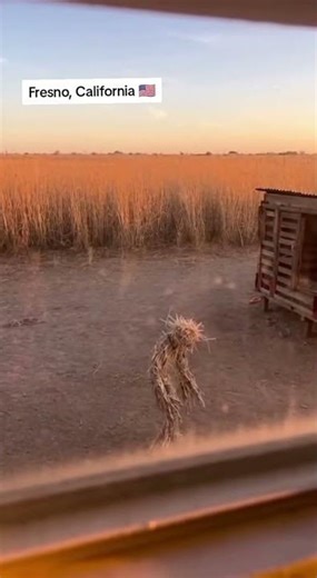 scary cctv skinwalker terrier supernatural #Shorts #fun