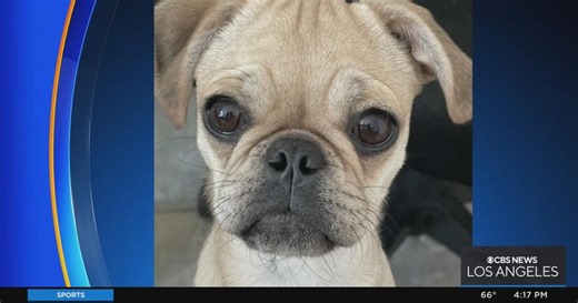 Plants and flowers toxic to dogs