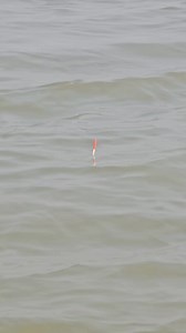 Monster Beel Fishing Video #viralreelschallenge #viralvideo #fbreels #fypシ | Primitive Fishing By Akib